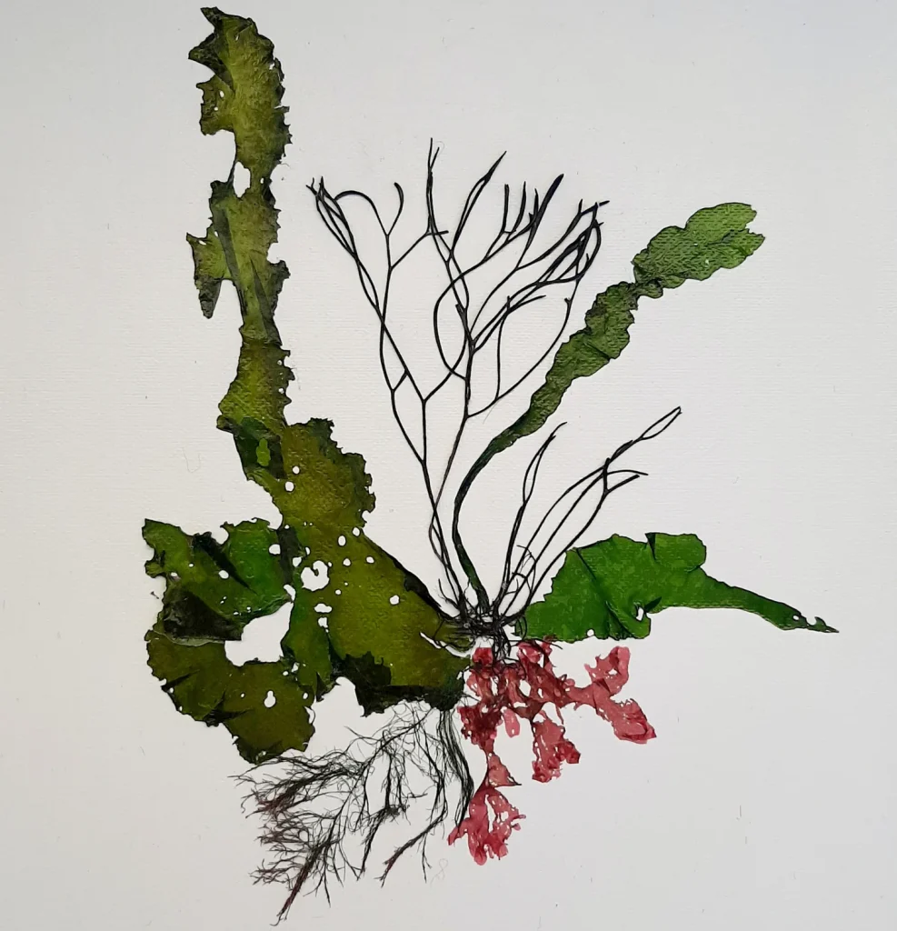 Seaweed Art Print 03