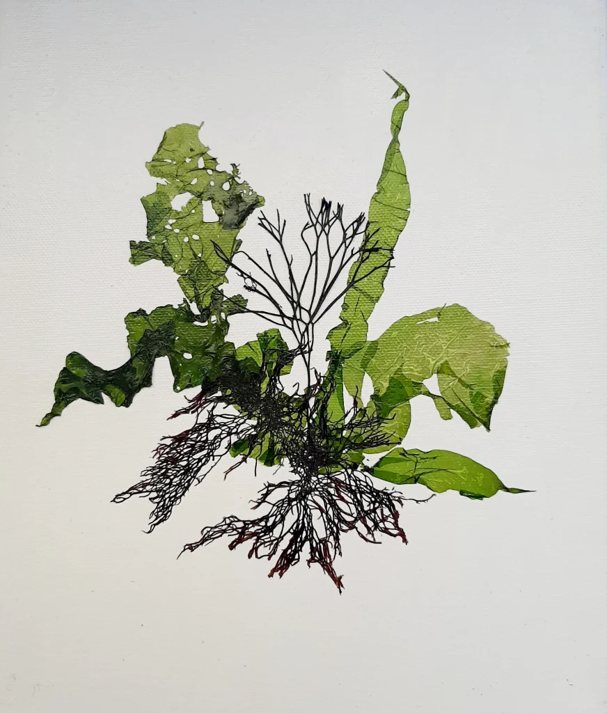 Seaweed Art Print 06