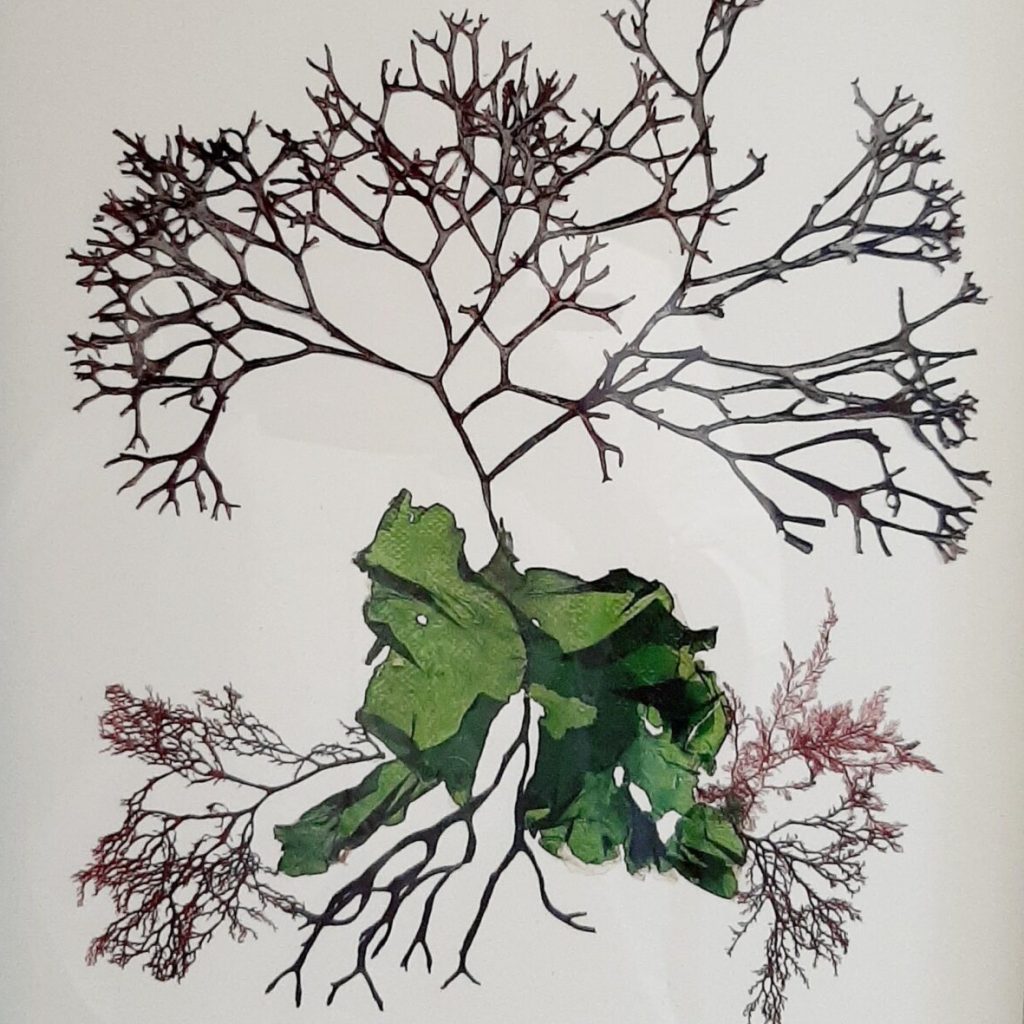 Seaweed Art Print 05