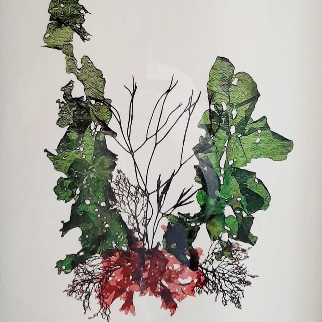 Seaweed Art Print 04