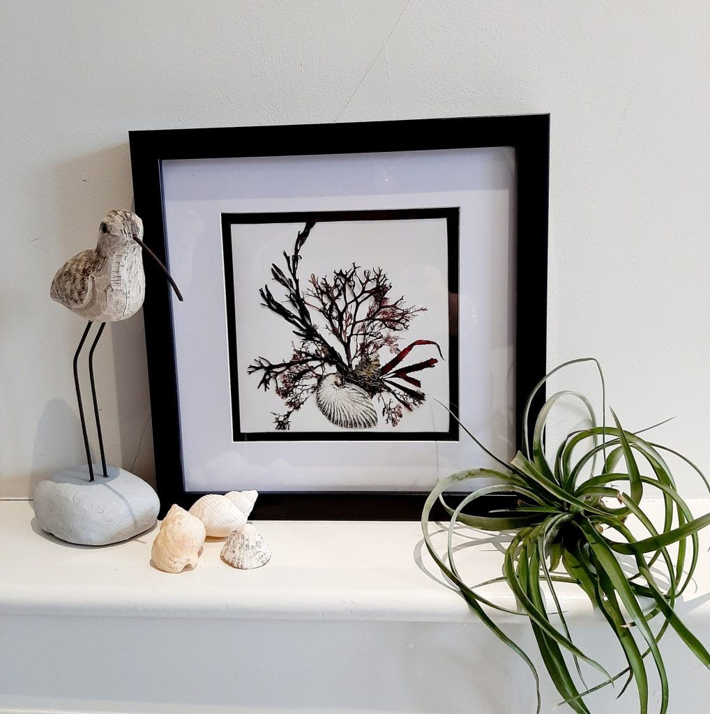 Pressed Seaweed Art Print 02