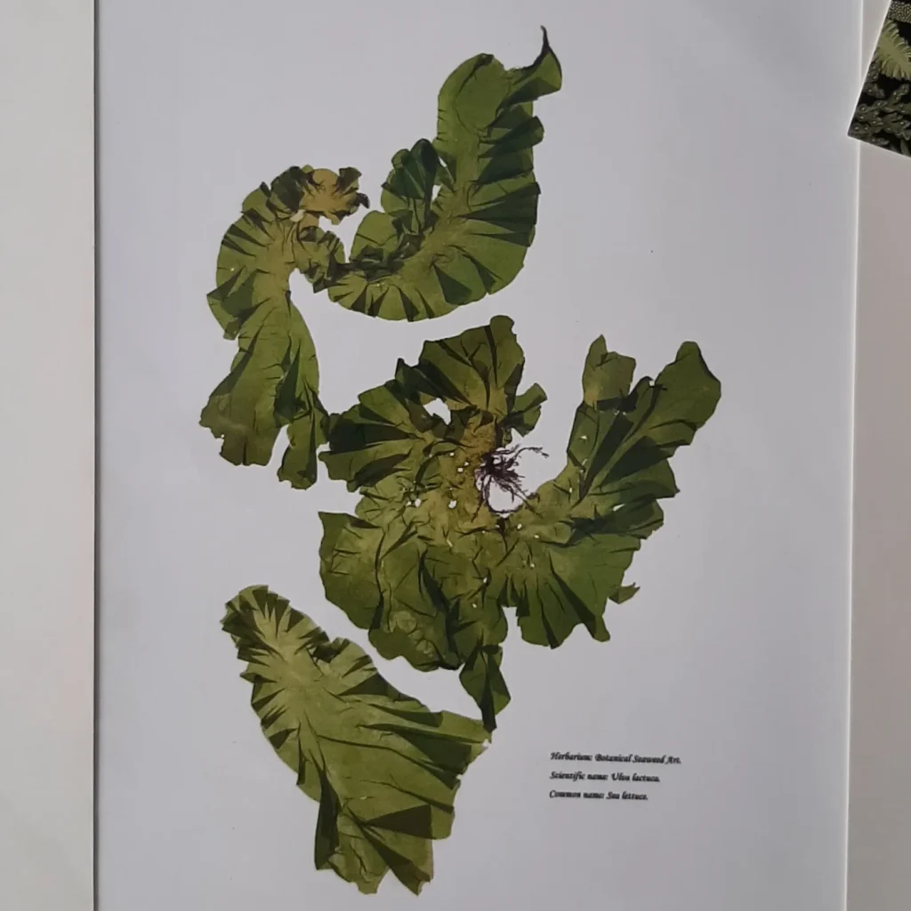 Seaweed Art Print 07