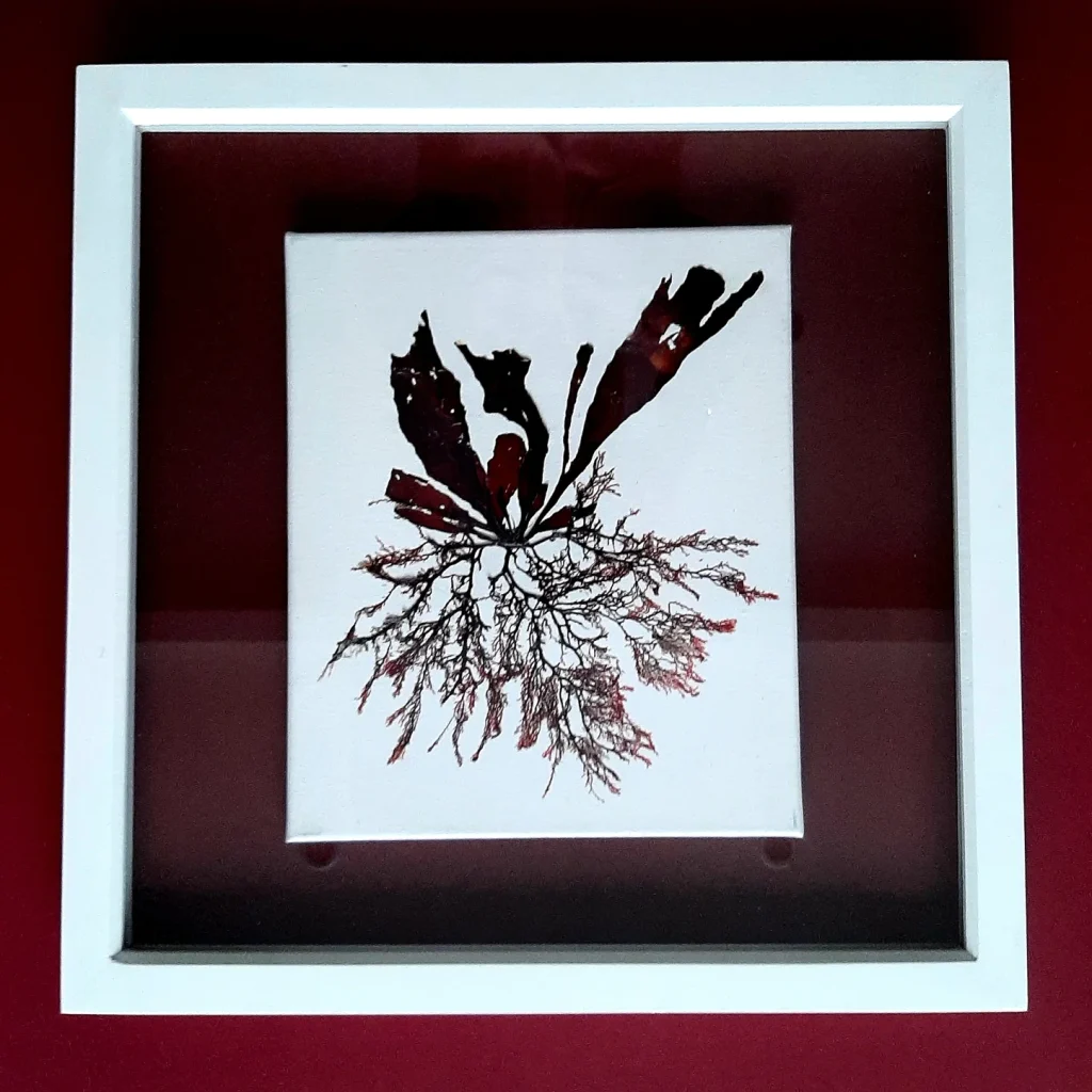 Seaweed Art on Canvas SWAC 009