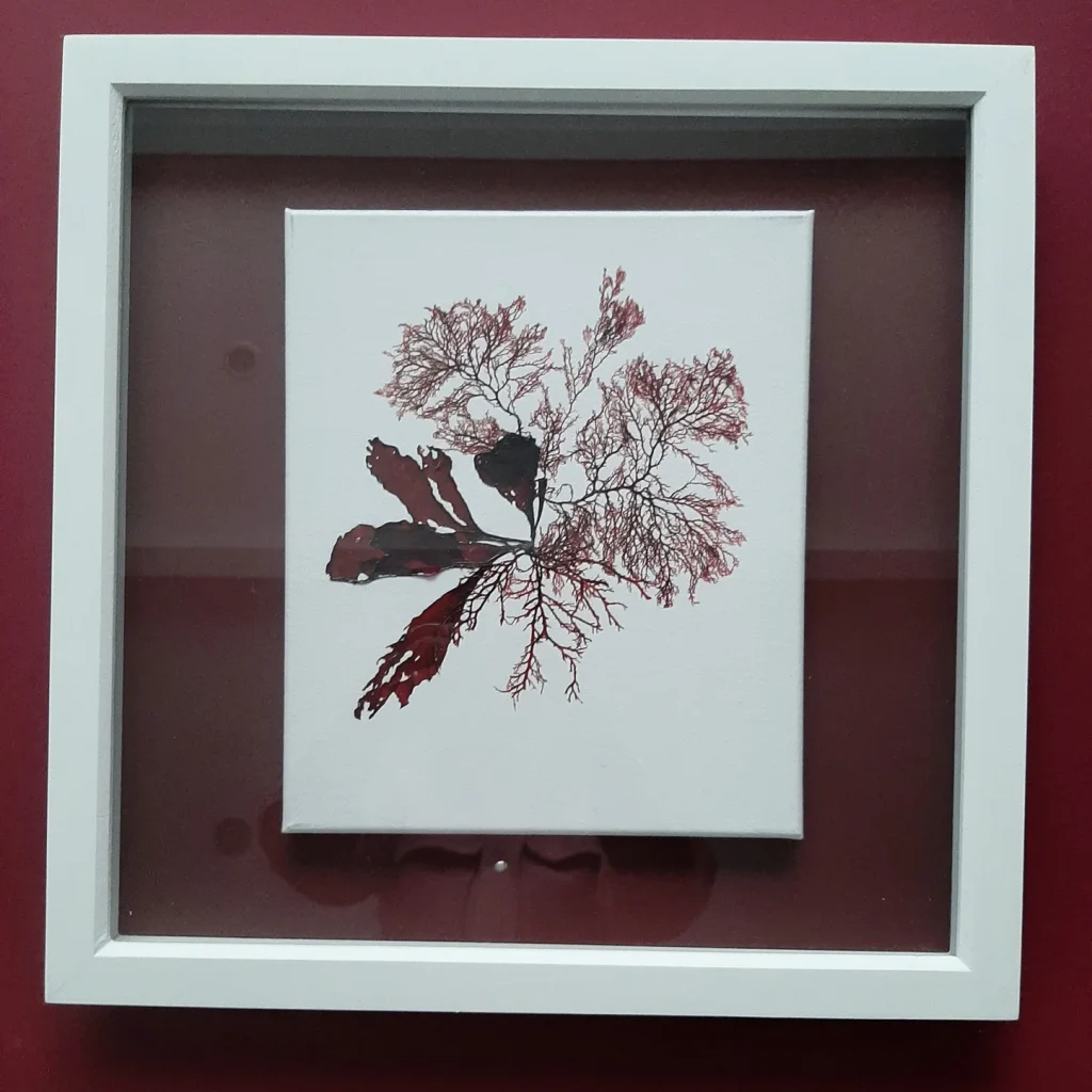 Seaweed Art on Canvas 005