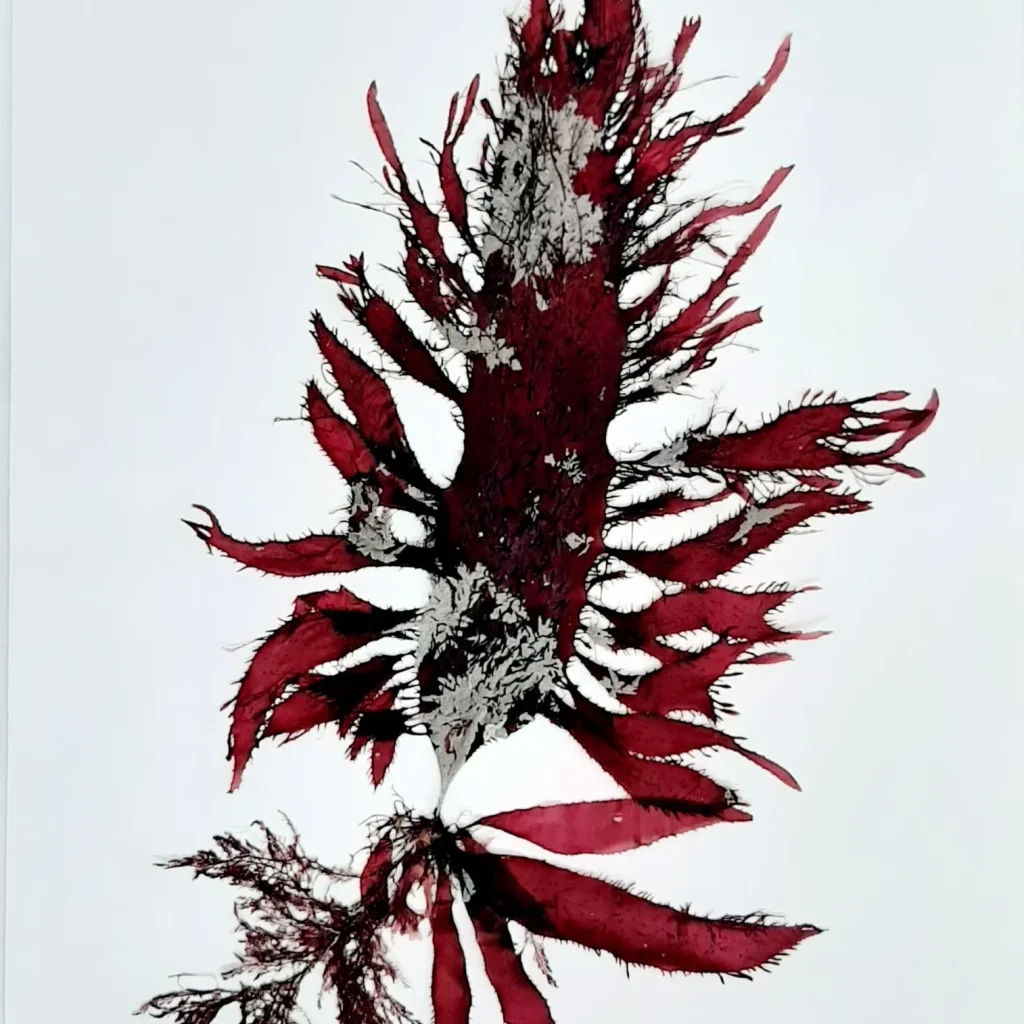 Seaweed Art Original SWAO 001