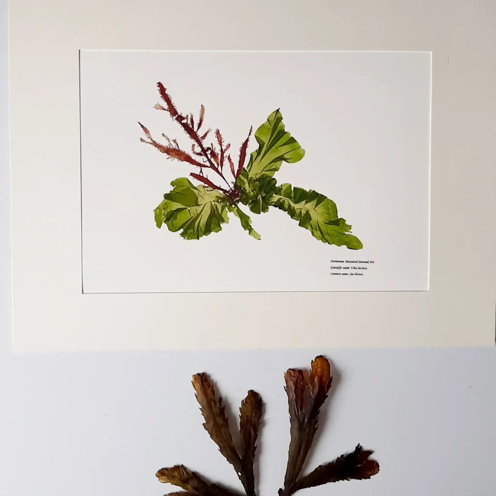 Seaweed Art Print 09