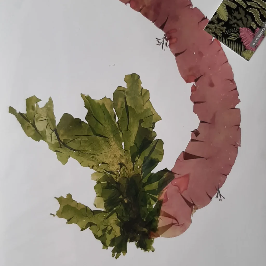 Seaweed Art Print 018