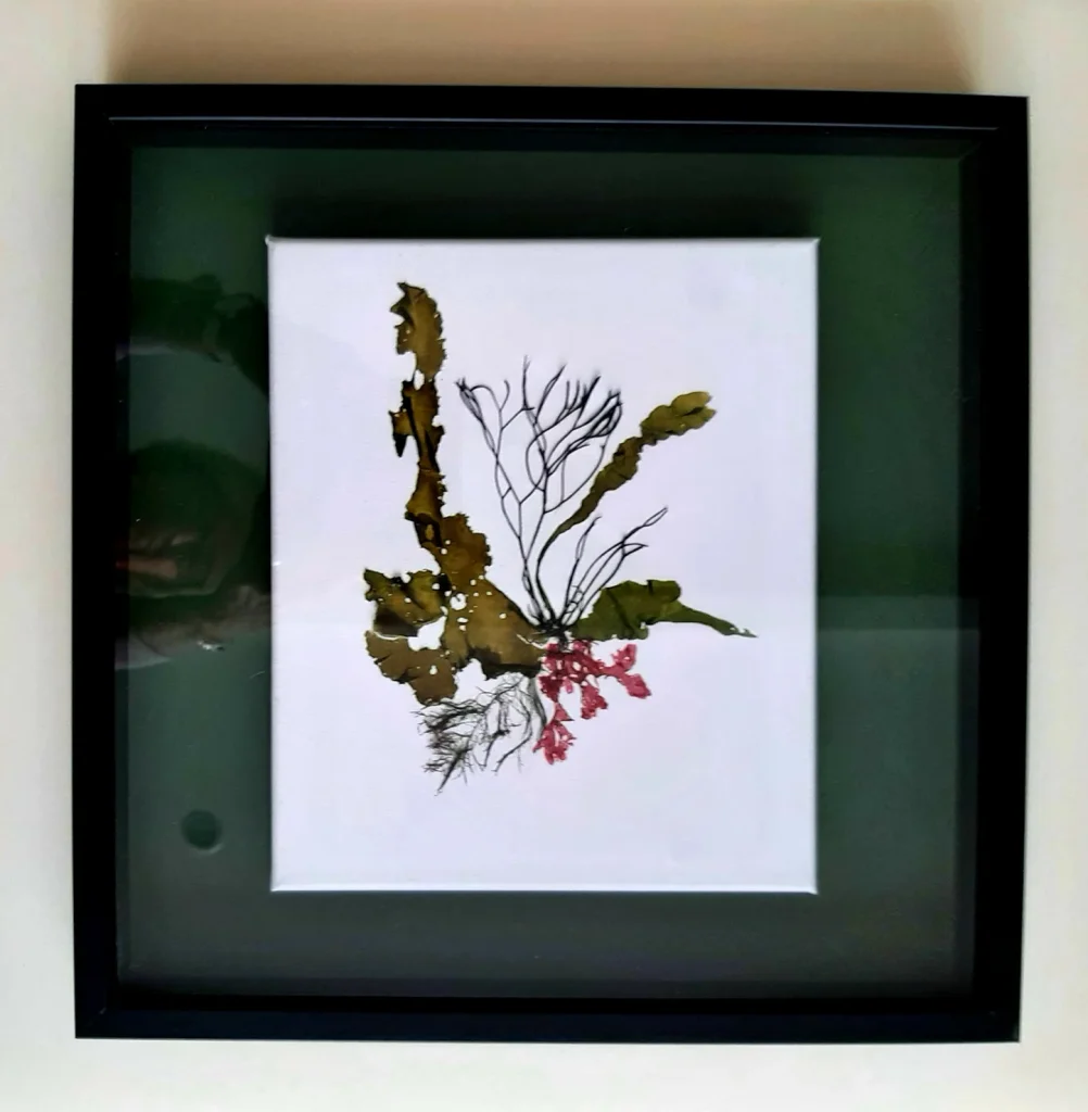 Seaweed Art on Canvas 003