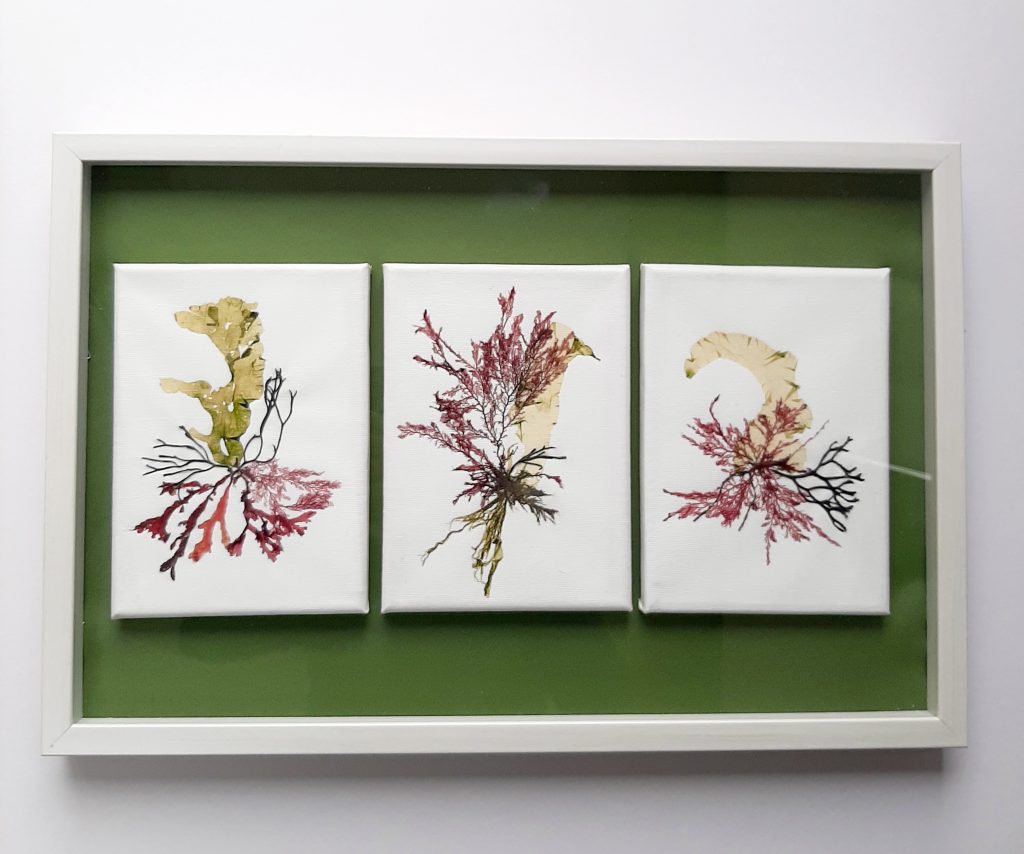 Seaweed Art on Canvas 009