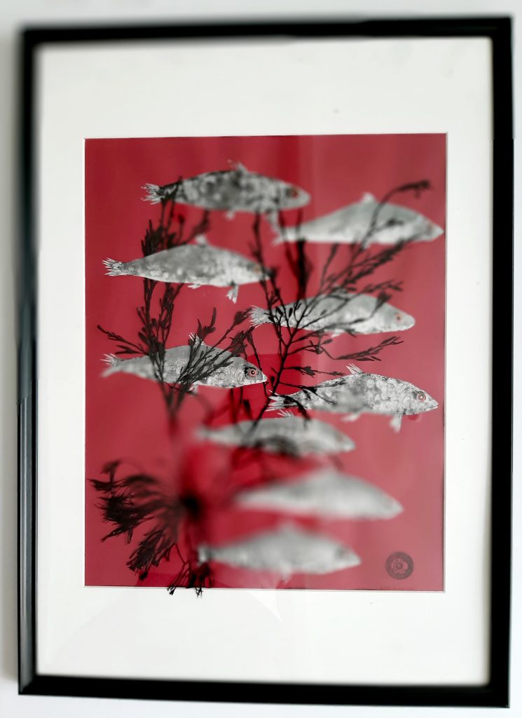 Original Gyotaku OGY009