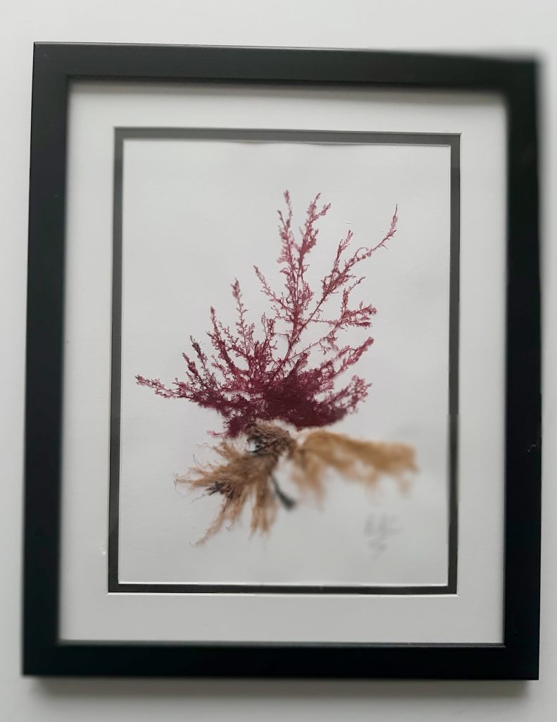 Original Natural Seaweed