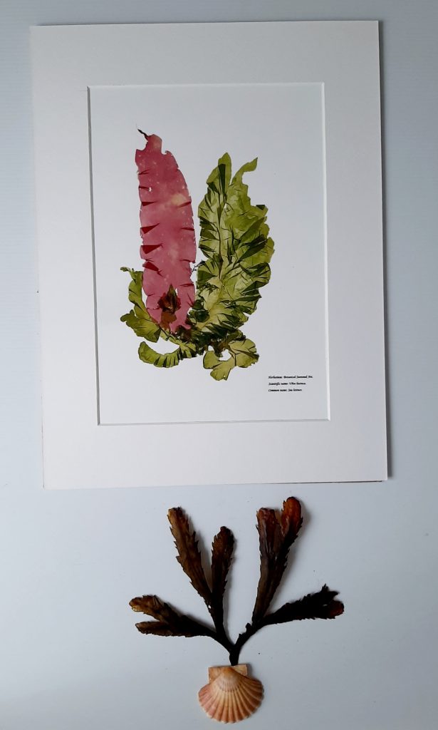 Seaweed Art Print 014