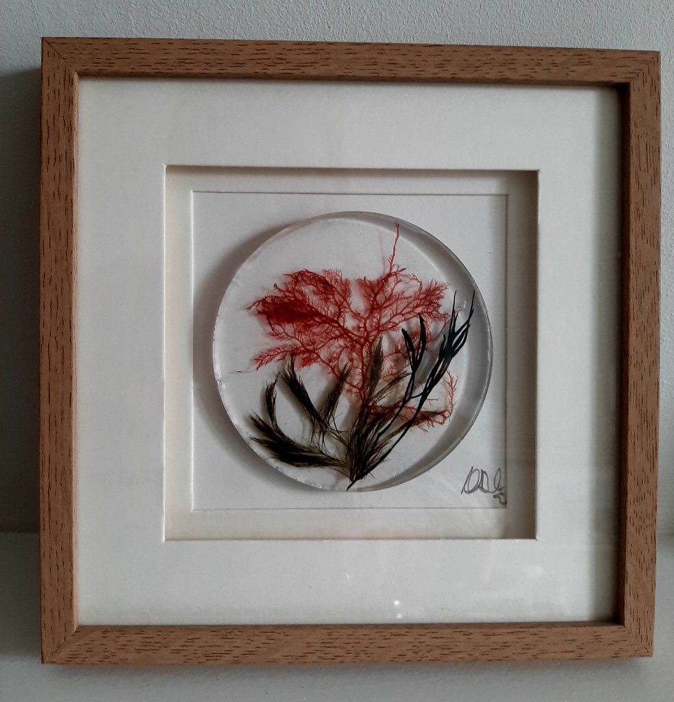 Seaweed Art Original SWAO 0016