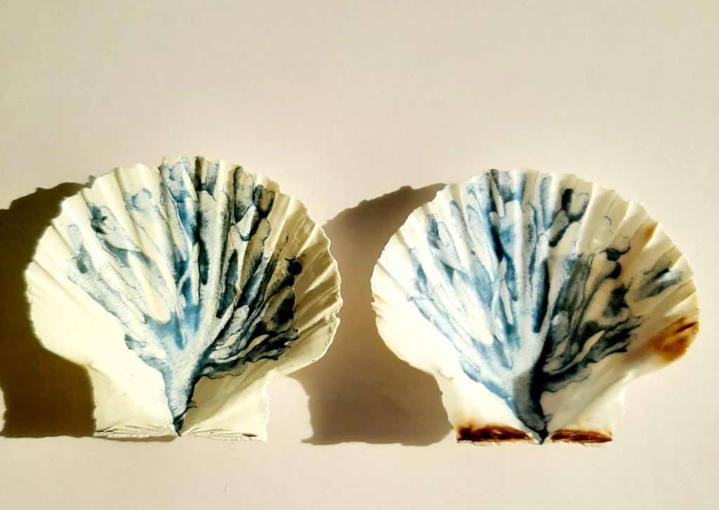 Sea Shell Gift 006