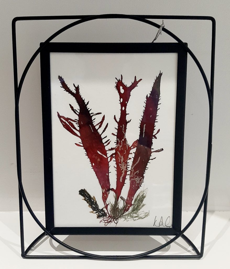 Original Natural Seaweed 51