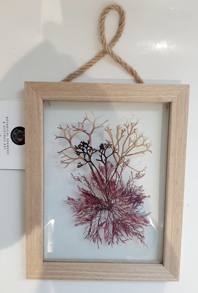 Original Natural Seaweed 52 SOLD