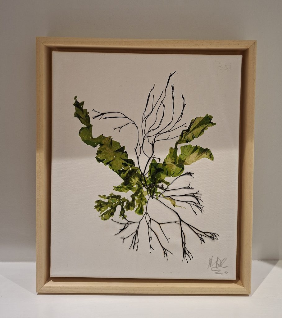 Seaweed Art on Canvas 0056